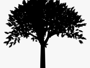 Free Png Tree Silhouette Png Png - Tree Silhouette Transparent Background