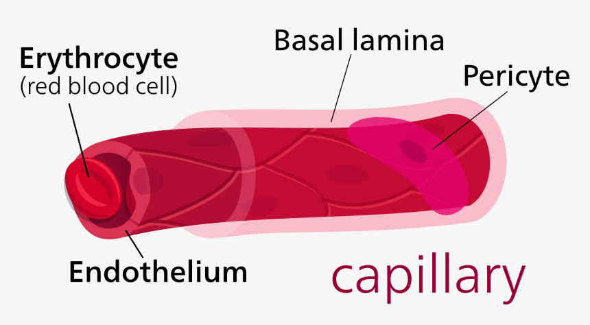 Parts Of A Capillary