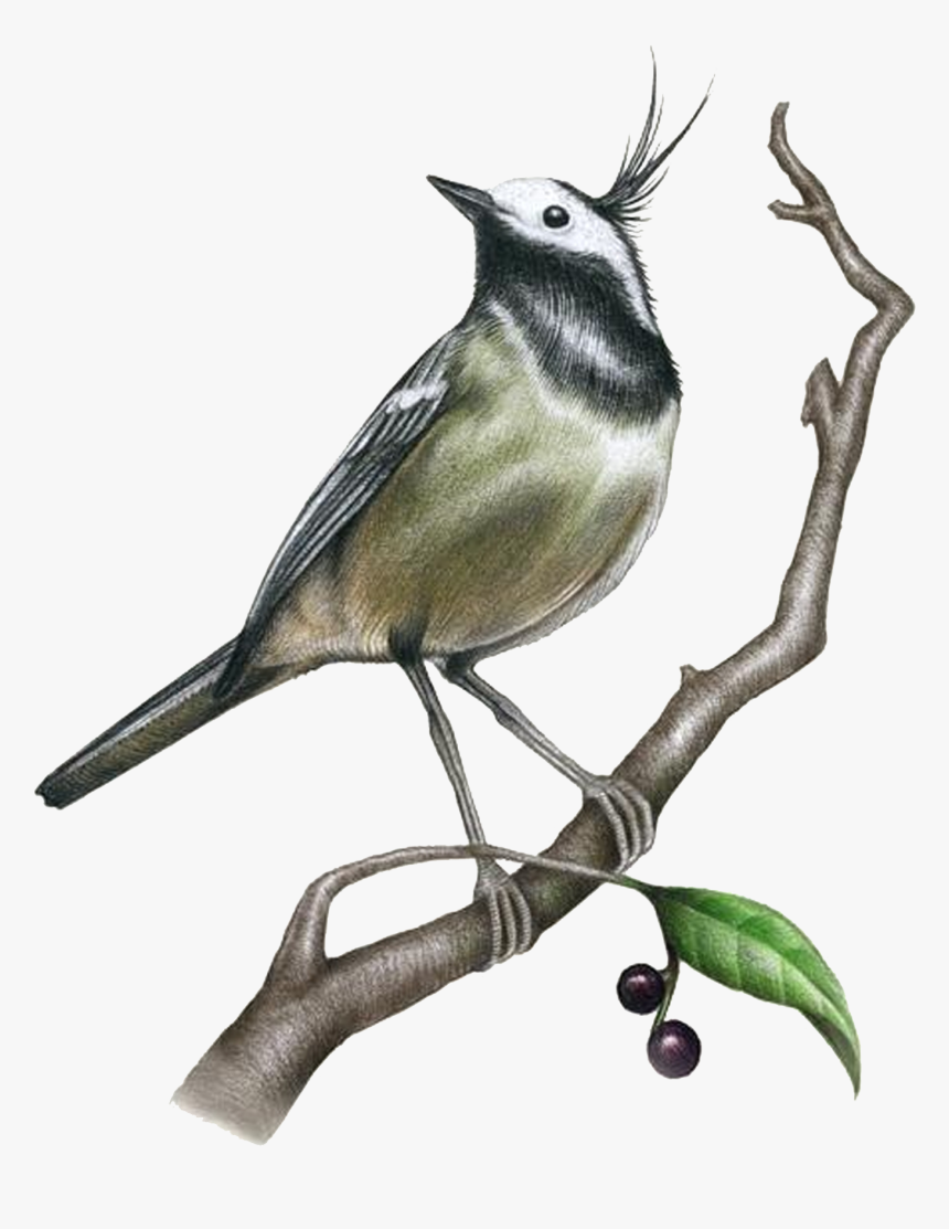 Drawing Painting Bird Illustrati