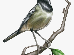Drawing Painting Bird Illustration - Realistic Sketch Drawings Of Birds