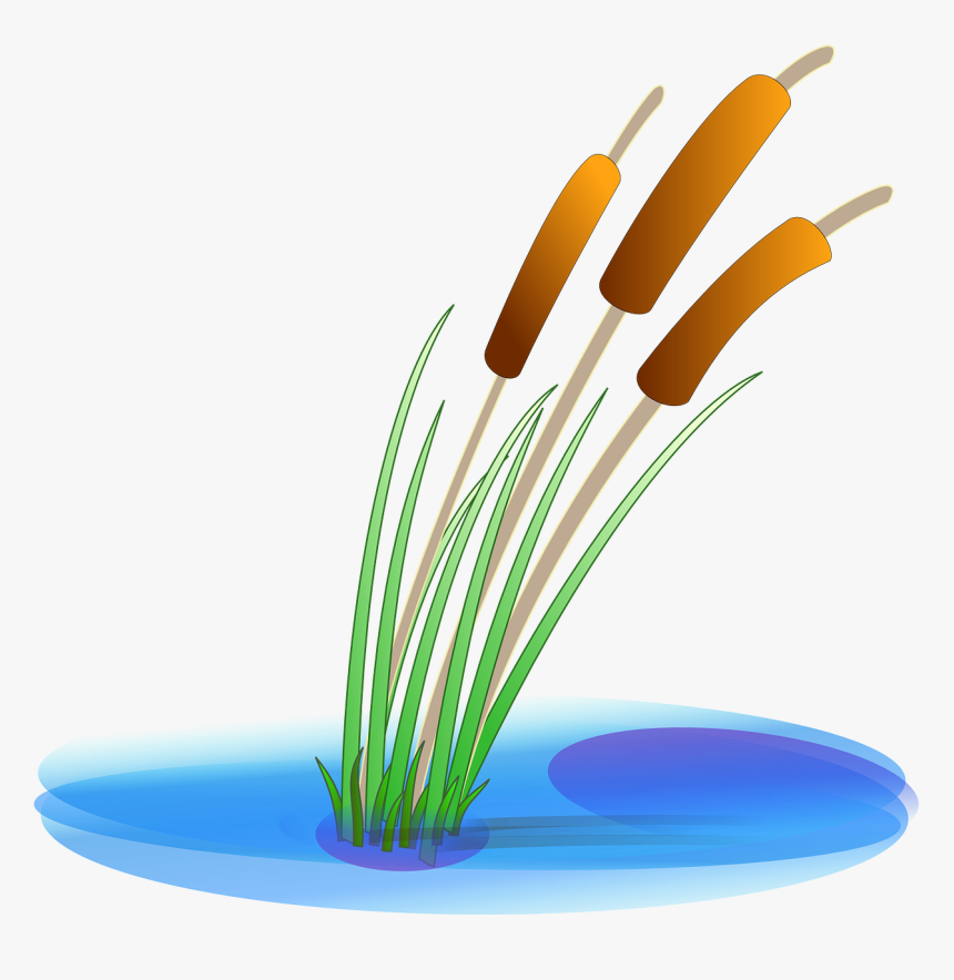 Reed Png Clip Arts - Reed Clipart
