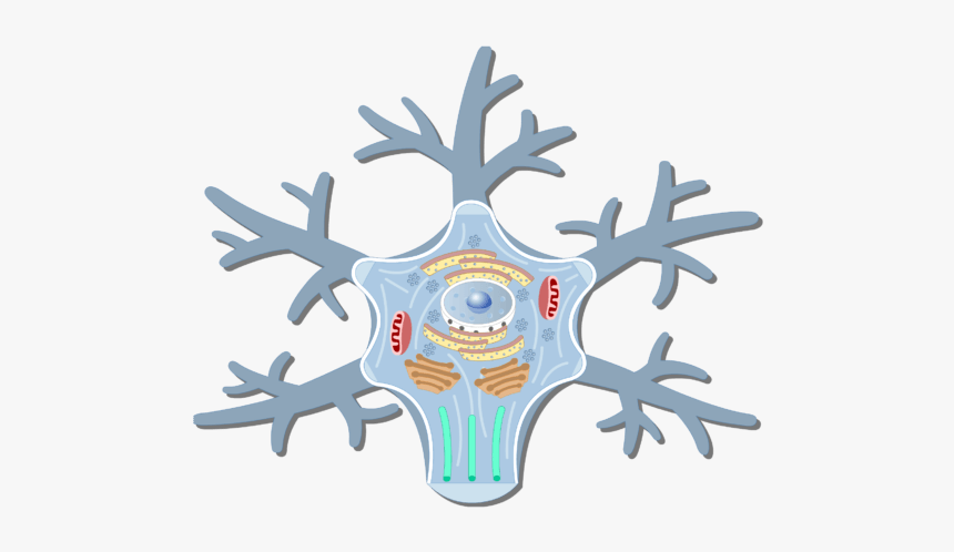 An Image Showing The Neuron Cell Body And It S Structures - Nerve Cell Body Structure