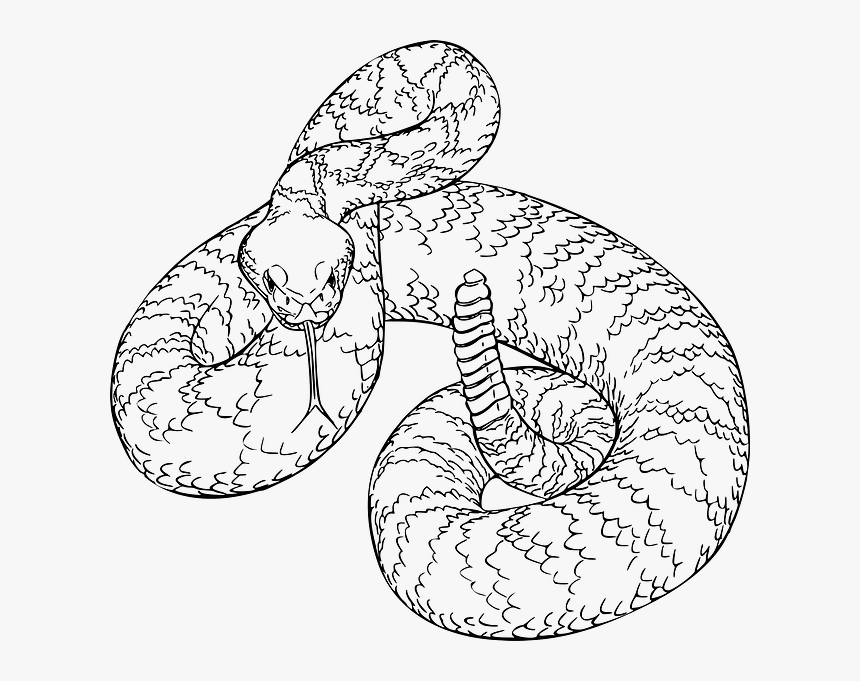 Western Diamondback Rattlesnake Drawing