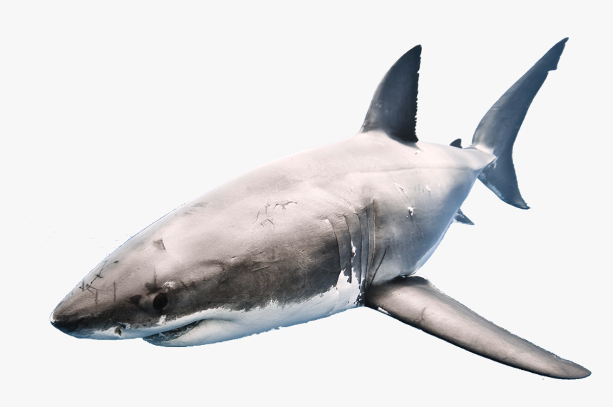 Shark Png Transparent Format - S