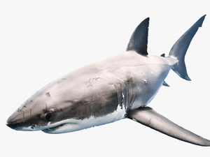 Shark Png Transparent Format - Shark In A Fishbowl