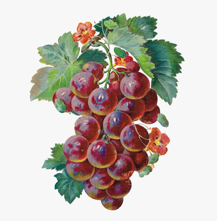 Transparent Grape Clipart - Sour