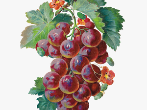 Transparent Grape Clipart - Sour Grapes Gif