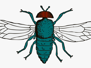 Download Png Image Report - Bluebottle Fly Clipart