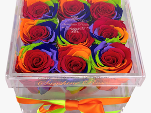 Transparent Rainbow Rose Png - Garden Roses