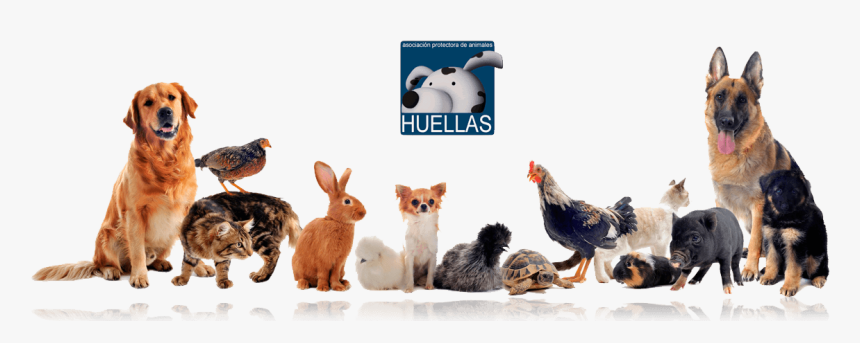Banner Protectora Huellas - Pet Are Family