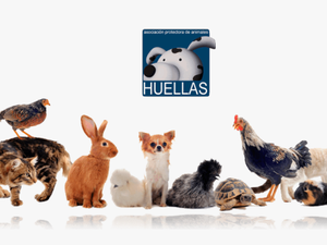 Banner Protectora Huellas - Pet Are Family