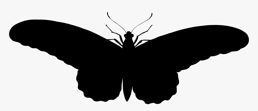 Butterfly Silhouette Clip Art - รูป ผีเสื้อ ขาว ดํา
