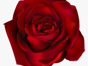 Png Clipart Picture Gallery - Red Rose
