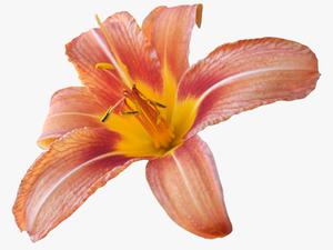 Lily Transparent Background