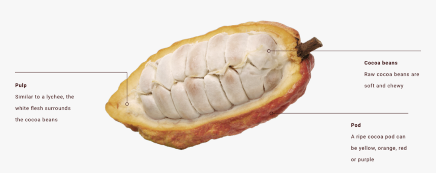 Transparent Cocoa Bean Png - Inside The Cocoa Bean