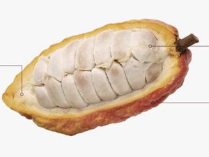 Transparent Cocoa Bean Png - Inside The Cocoa Bean