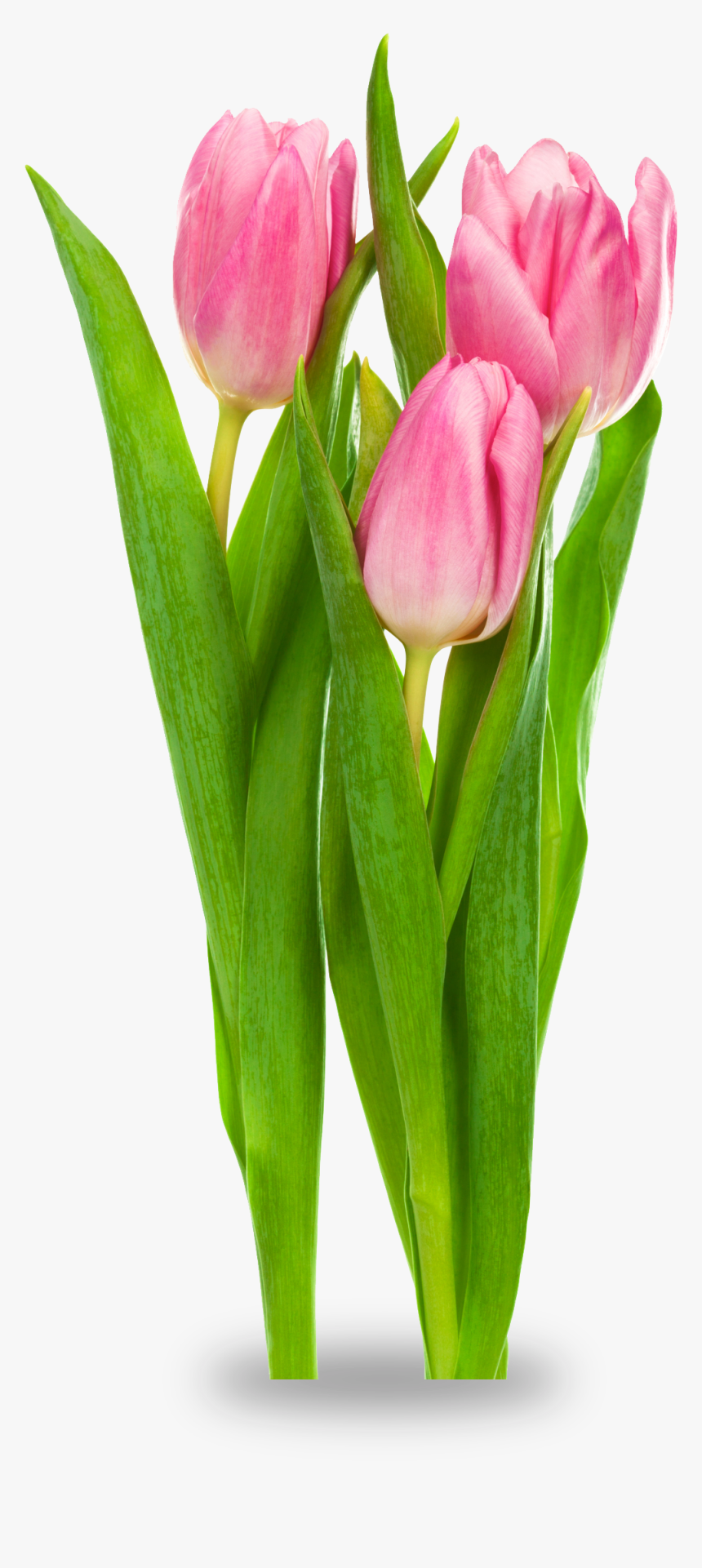 Tulip Bud Png - Transparent Tuli