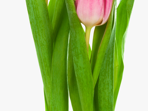 Tulip Bud Png - Transparent Tulips