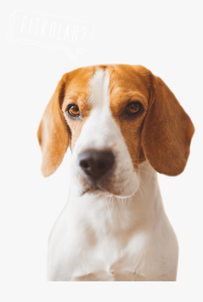 Dog Food - Beagle-harrier