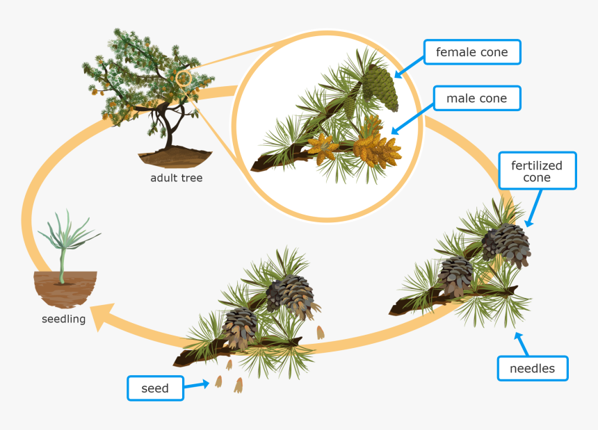 Life Cycle Of Conifer Plant