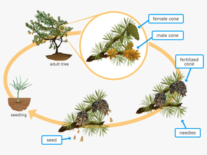 Life Cycle Of Conifer Plant