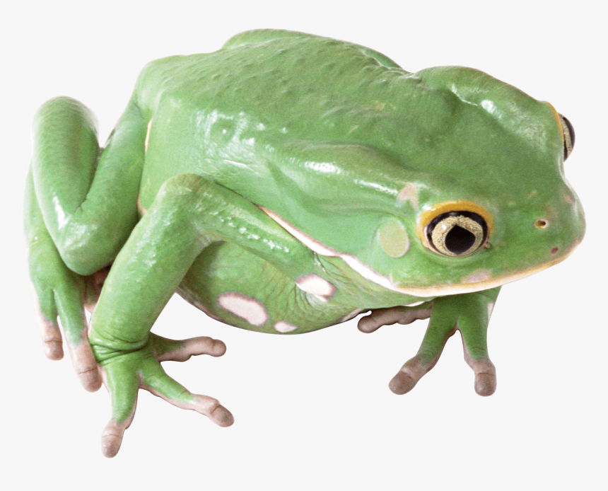 Green Frog Png Image - King Cobr