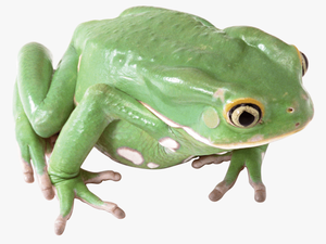 Green Frog Png Image - King Cobra Snake Food Chain