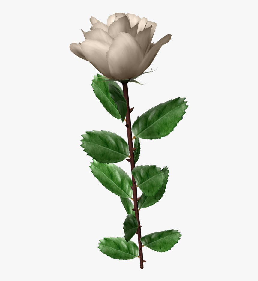 White Roses Leaf Wonderful Picture Images Png Images - White Rose Ping