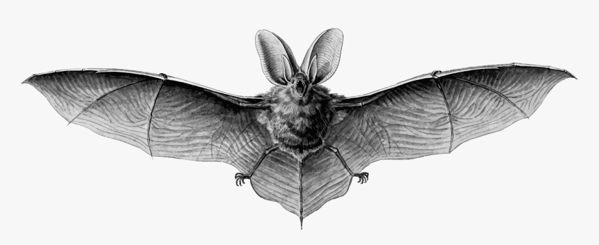 Brown Long-eared Bat Clip Arts - Brown Long Eared Bat Drawing