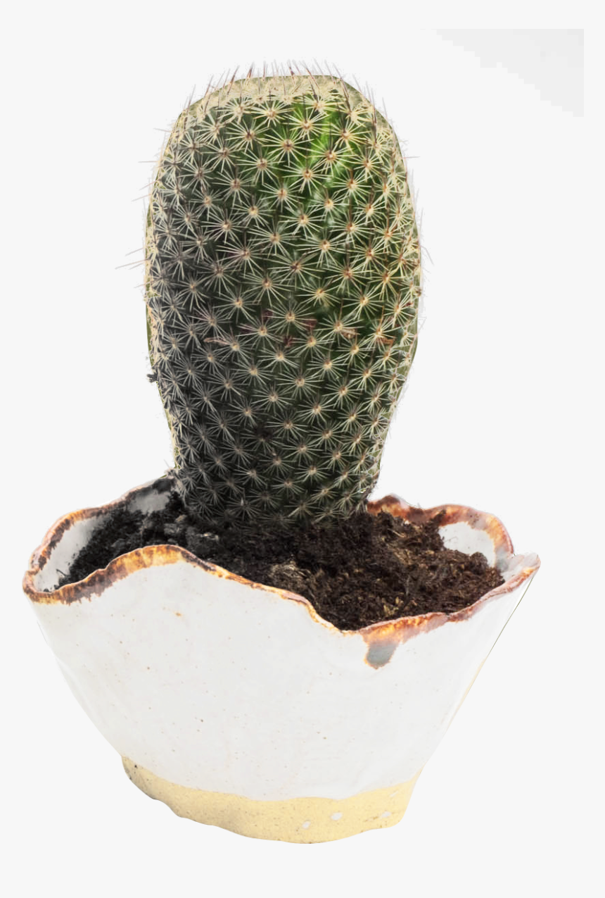 Cactus Png Transparent Image - Cactus Flower Pot Hd Png