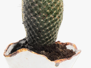 Cactus Png Transparent Image - Cactus Flower Pot Hd Png