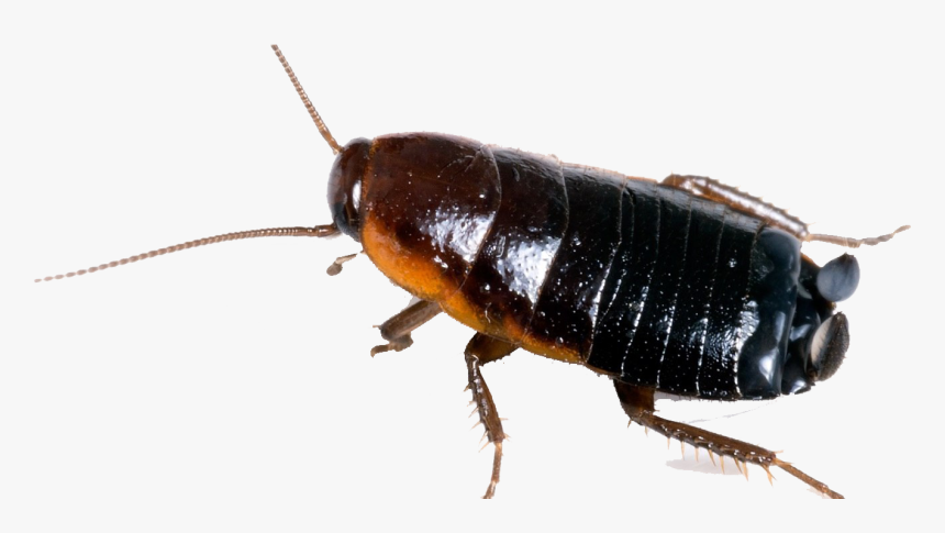 Cockroach Free Png Image - Orien