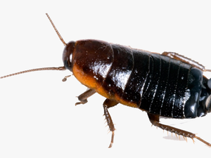 Cockroach Free Png Image - Oriental Cockroach
