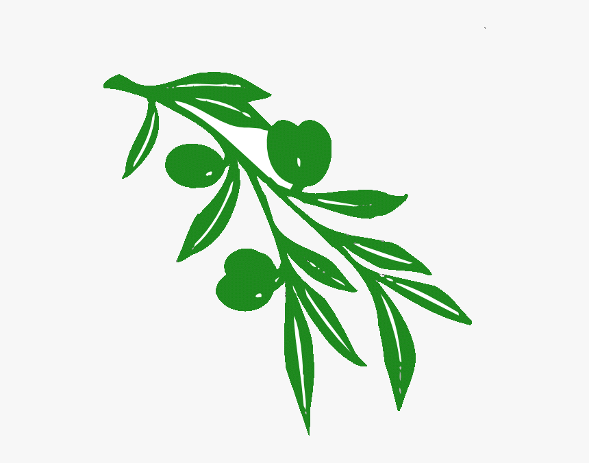 Olive Tree Branch Clipart Branch