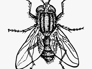 Transparent Flying Bug Png - House Fly Clipart