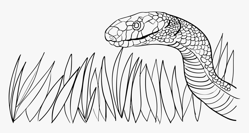 Snake In The Grass Clip Arts - Grass Snake Black And White