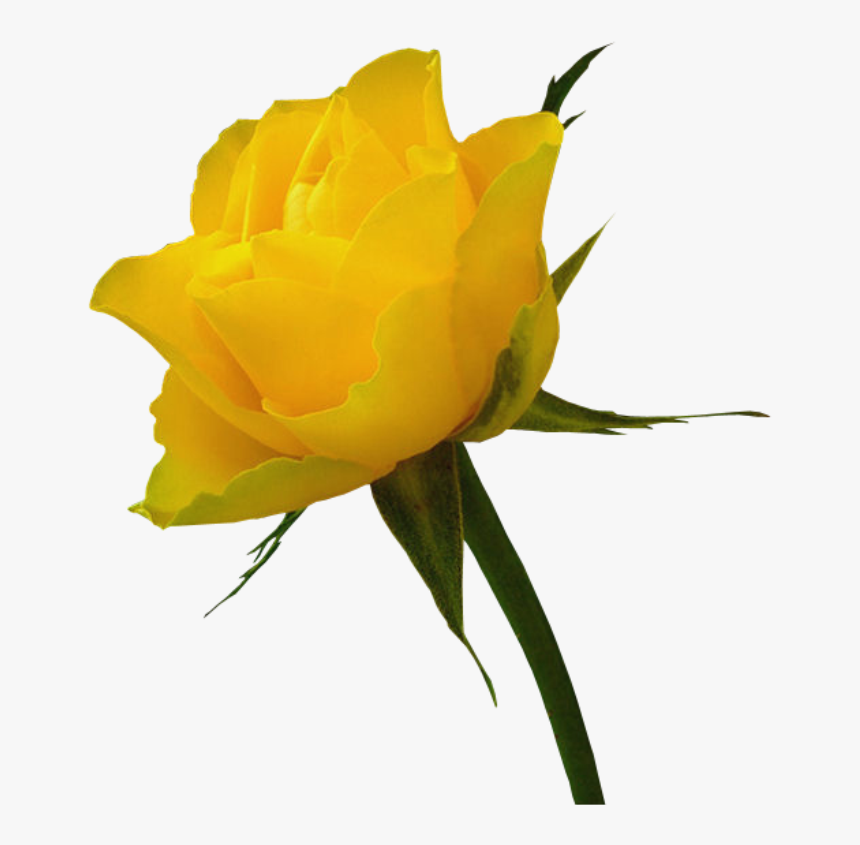 Rosa Amarela - Flower White Imag