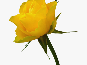 Rosa Amarela - Flower White Image Download