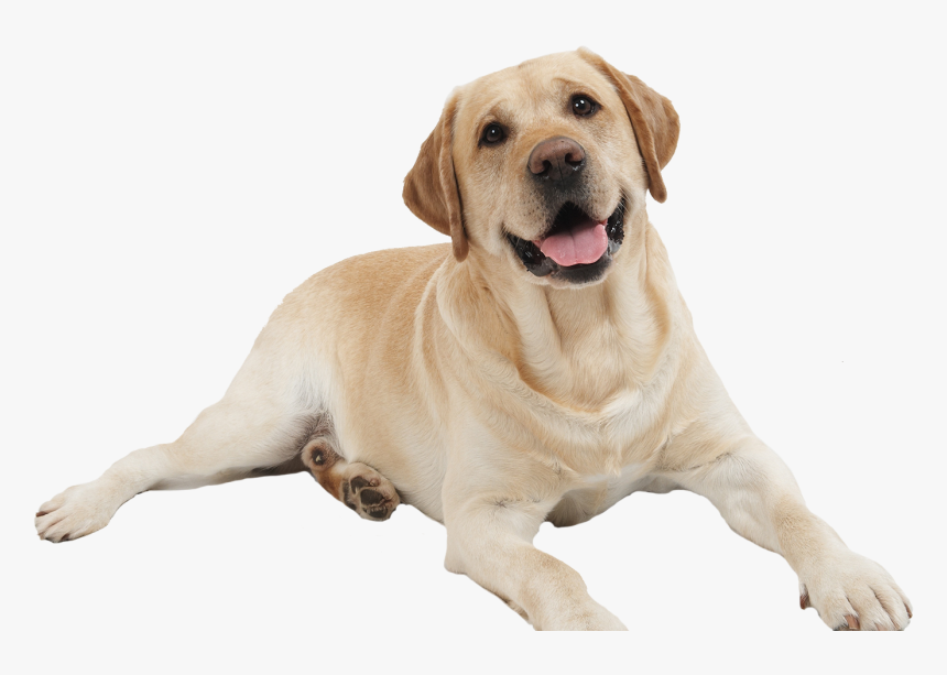 Dog Png - Animals Picture With Name