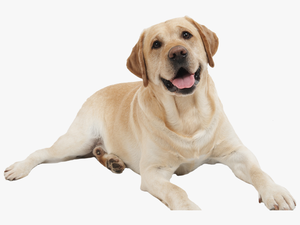 Dog Png - Animals Picture With Name