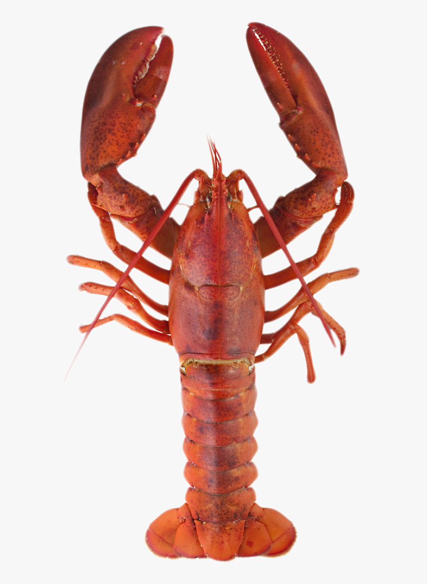 Transparent Crayfish Clipart - L