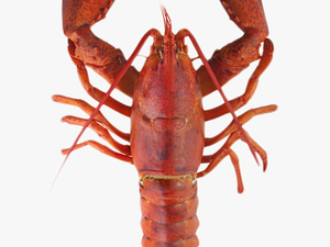 Transparent Crayfish Clipart - Lobster Meaning In Urdu