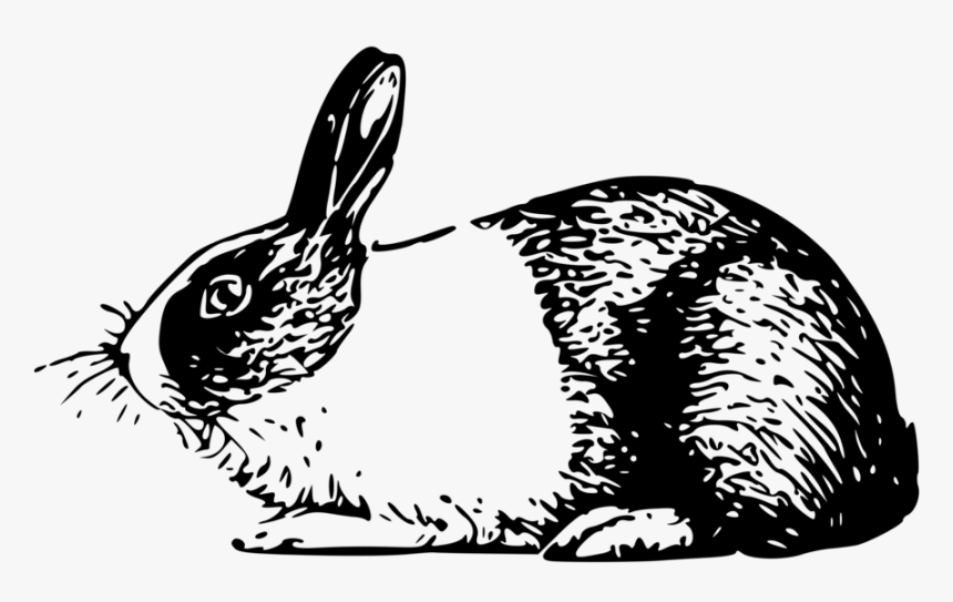 Holland Rabbit Small Clipart 300pixel Size