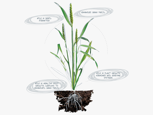 Calcium Deficiency In Plants Root
