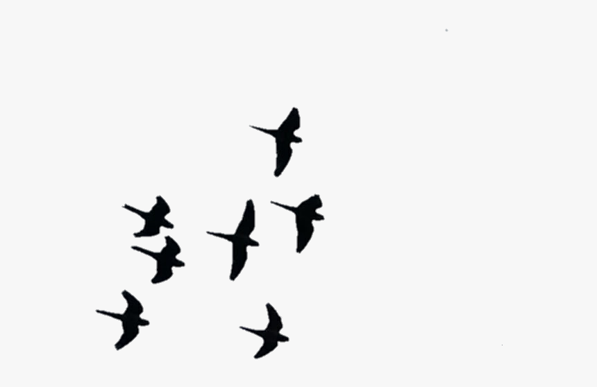 #aves #pájaros #birds #volar #fly #wings #alas