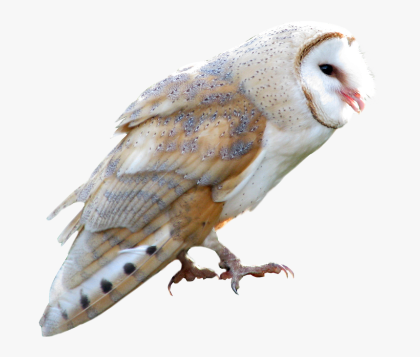 Transparent Owl Flying Png - Bar