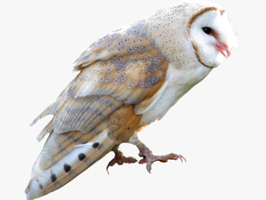 Transparent Owl Flying Png - Barn Owl Transparent Background