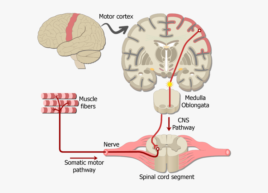 An Image Showing The Action Potential Moving Through - Sensory Neuron To Brain
