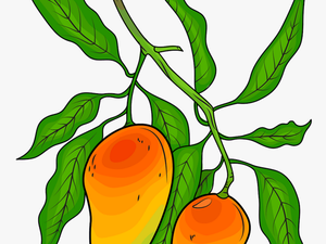 Mango Tree Illustration
