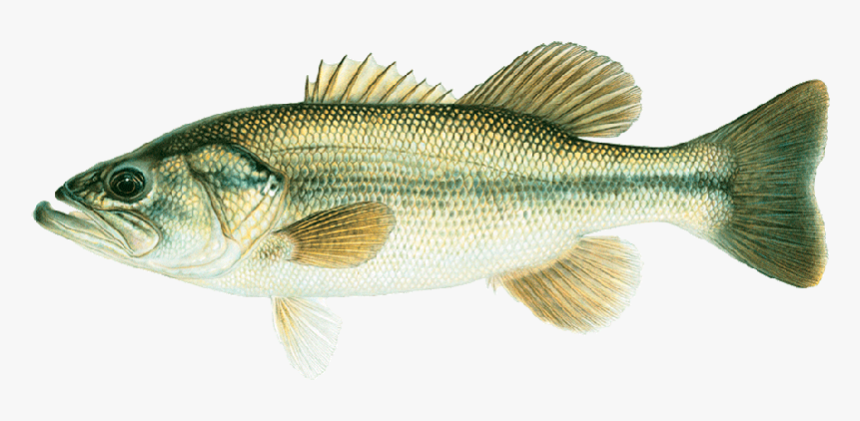 Joseph Tomelleri Large Mouth Bass - Bass Fish